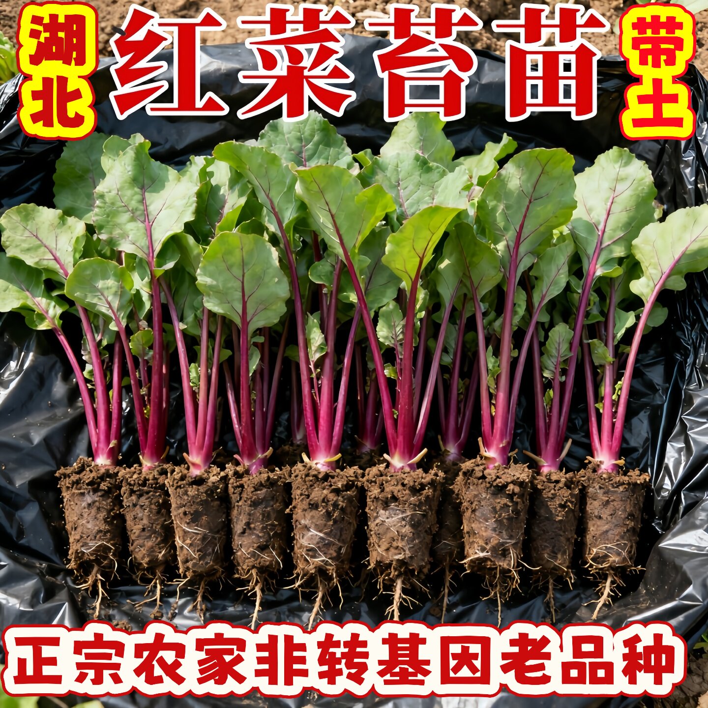 正宗红菜苔秧苗带土武汉洪山本地种苗/半成品盆栽