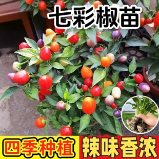 观赏食用七彩小辣椒秧苗带土球小米辣朝天美人辣妹子辣椒种子盆栽