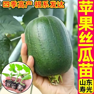 寿光苹果丝瓜苗秧四季高产大肉丝瓜八角棱鲜花丝瓜种子阳台盆栽