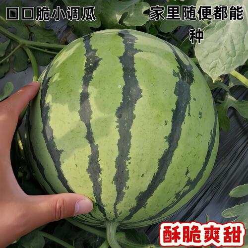 早春红玉西瓜种子日本进口水果四季瓜种籽春季南方西瓜种籽苗秧2k