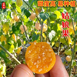 姑娘果灯笼果种子种籽红甜大黄菇娘苗水果春季四季盆栽树苗果苗孑