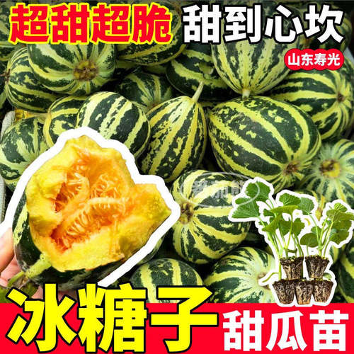 寿光冰糖子甜瓜苗秧春秋