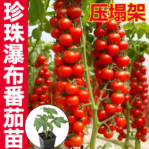 爆汁压塌架珍珠瀑布番茄