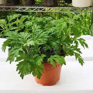 艾草艾叶种籽艾蒿草种子驱蚊草药用食用盆栽阳台种植香草籽种籽孑