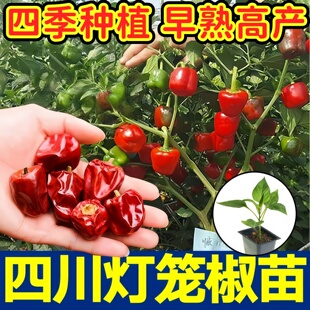 微辣特香四川灯笼椒苗秧带土球特辣朝天椒魔鬼椒美人辣椒种子盆栽