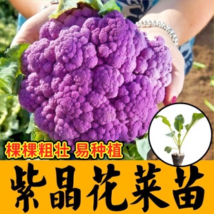 寿光紫晶一号花菜秧苗幼苗蔬菜种子花青素带土球西兰花紫色花菜