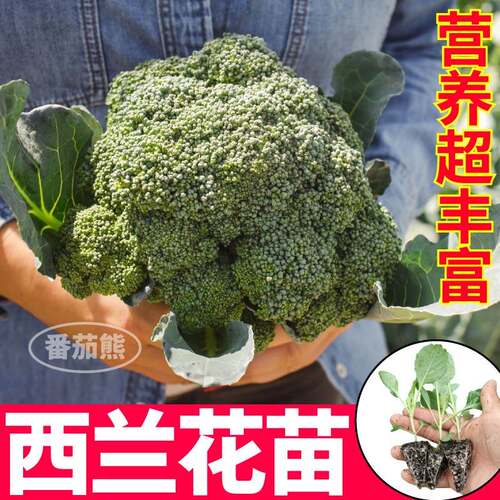 山东寿光蔬菜西兰花苗秧