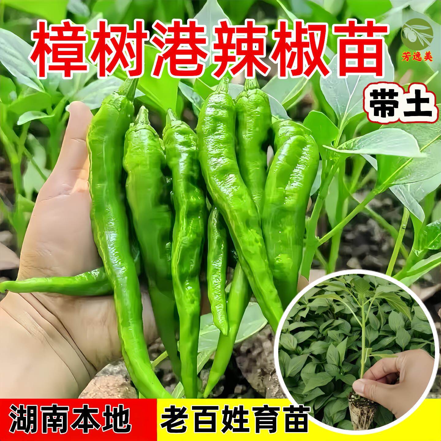 樟树港原种辣椒苗本地湖南正宗樟树港辣椒苗樟树港辣椒种子老品种图片