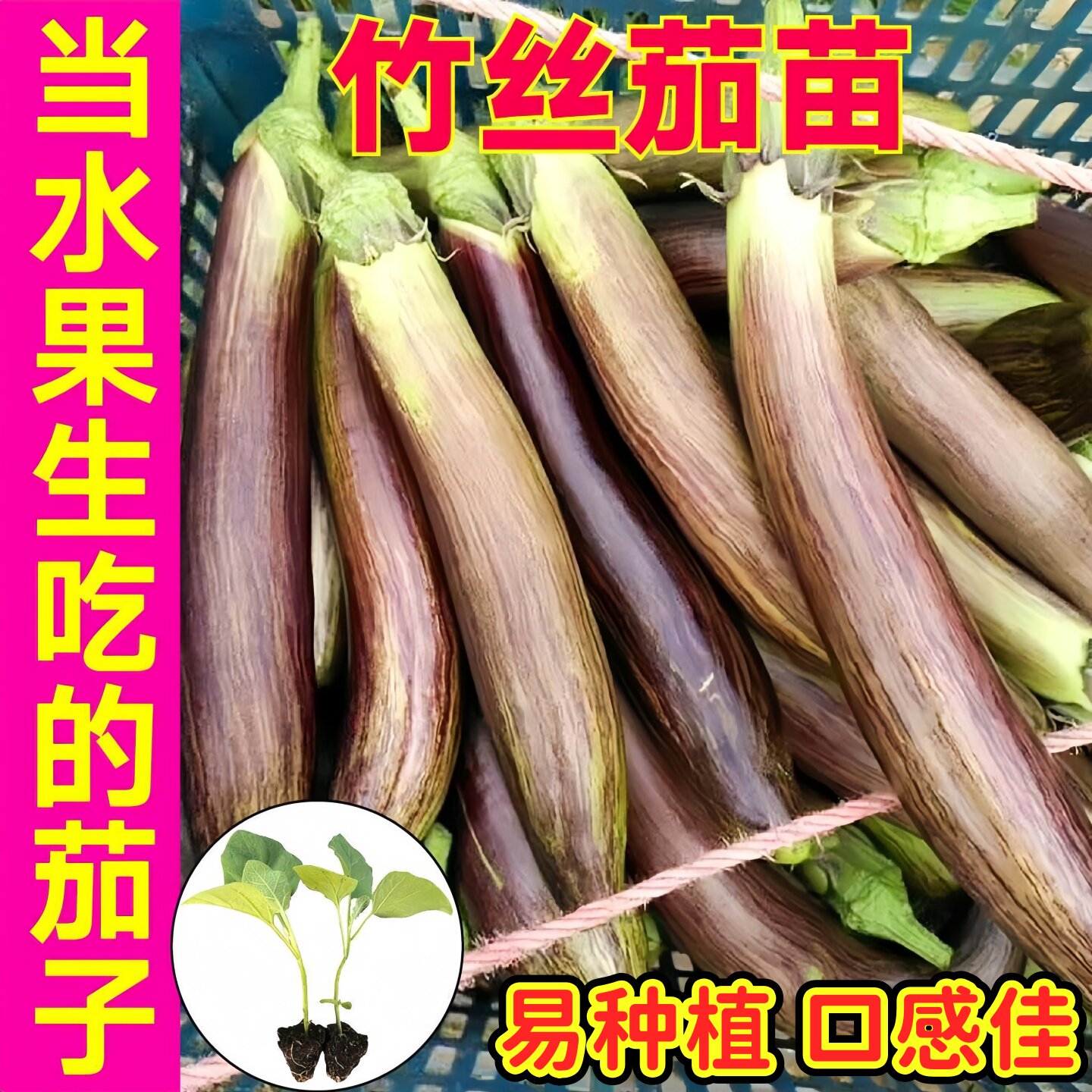 寿光水果竹丝长茄苗秧紫条纹黑紫烧烤绿白长圆茄种子四季盆栽阳台