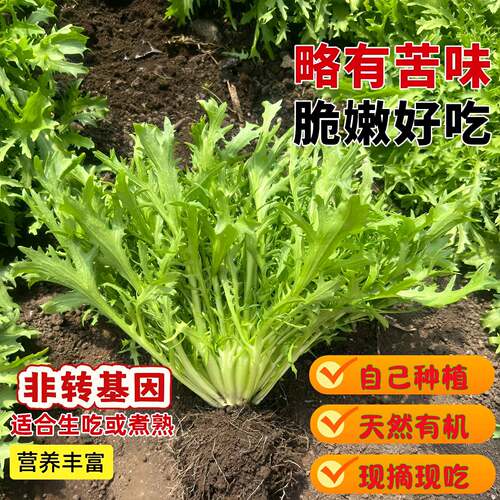 苦苣种苗苦菊菜苗带土农家苦菊菜种子蔬菜苗春秋冬季大叶苦菊菜苗