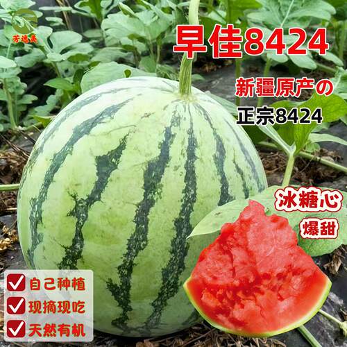 冰糖心西瓜苗老品种8424麒麟瓜苗秧春季南方种植阳台盆栽蔬菜秧苗