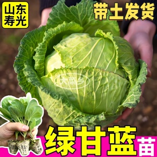 寿光耐寒绿甘蓝苗秧绿紫甘蓝卷心菜西兰花菜球种子易种植四季盆栽