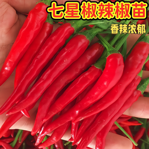 超香特辣小米辣辣椒朝天椒满天星七星椒辣椒苗辣味超浓易种植超香