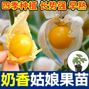 超甜奶香姑娘果苗秧带土球大果黄菇娘紫姑娘果灯笼果种子四季盆栽