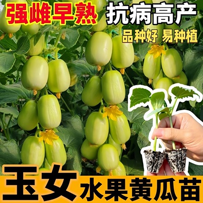 寿光玉女黄瓜苗秧脆甜高