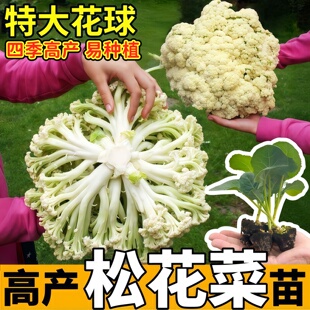 特大花球青梗松花菜苗秧正宗高产紫晶花菜西兰花种子庭院盆栽