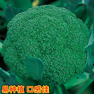 西兰花种子青花椰菜种籽杂交松花菜种子甘蓝鸡心包菜春秋蔬菜种子