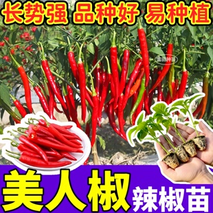 特辣特香美人椒苗秧四季盆栽高产红小米螺丝薄皮辣椒种籽带土球