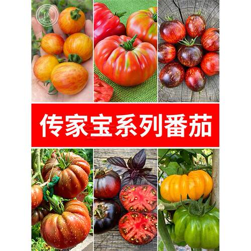 传家宝牛排大番茄种子种