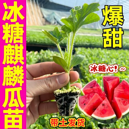 冰糖心西瓜苗秧嫁接8424麒麟西瓜苗南方阳台盆栽无籽懒汉水果秧苗