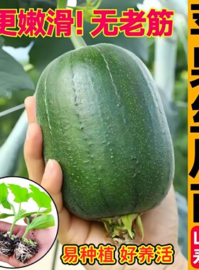 台湾苹果丝瓜苗秧迷你圆丝瓜大肉丝瓜正宗八角棱鲜花种子四季阳台