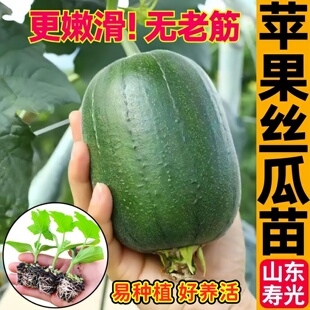 台湾苹果丝瓜苗秧迷你圆丝瓜大肉丝瓜正宗八角棱鲜花种子四季阳台