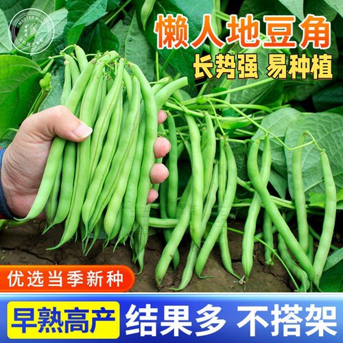 地豆角种子四季豆芸豆扁