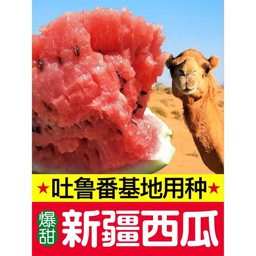 新疆甜王西瓜种子8424麒