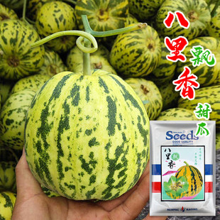 八里香种子种籽飘香绿肉甜瓜超甜薄皮香瓜种孑春四季水果瓜果种孑