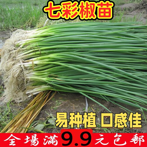 蔬菜种子四季香葱章丘大
