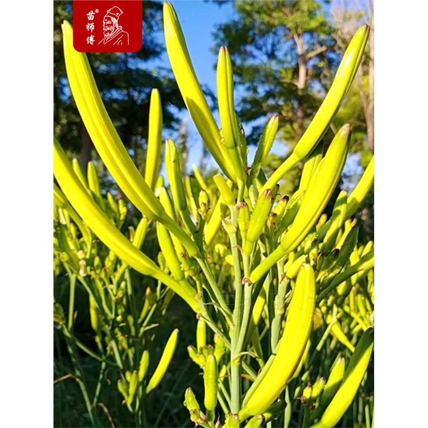 黄花菜根苗种植子种籽食图片