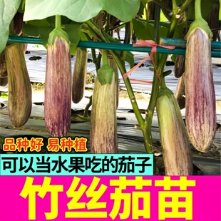 水果竹丝茄子苗秧带土球杭茄线茄白茄绿长茄鸡蛋茄种子四季盆地栽