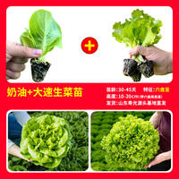 Creamy lettuce seedlings are sweet, crisp and delicious. Salads are fast-growing and easy to grow. Lettuce seeds are suitable for potted plants in balconies and small courtyards, and can be grown all year round thumbnail 5