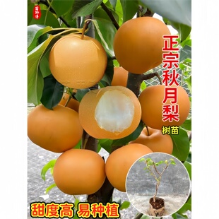 嫁接秋月梨树果苗梨树苗盆栽水果当年结果南方北方种植果树树苗