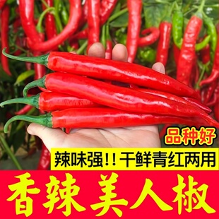 寿光香辣美人椒苗秧带土球四季春秋盆栽辣椒树苗海椒种子青红线椒