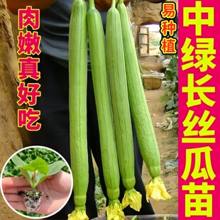 四季盆栽中绿长丝瓜苗秧八角棱大肉丝瓜种子籽肉嫩好吃阳台带土球