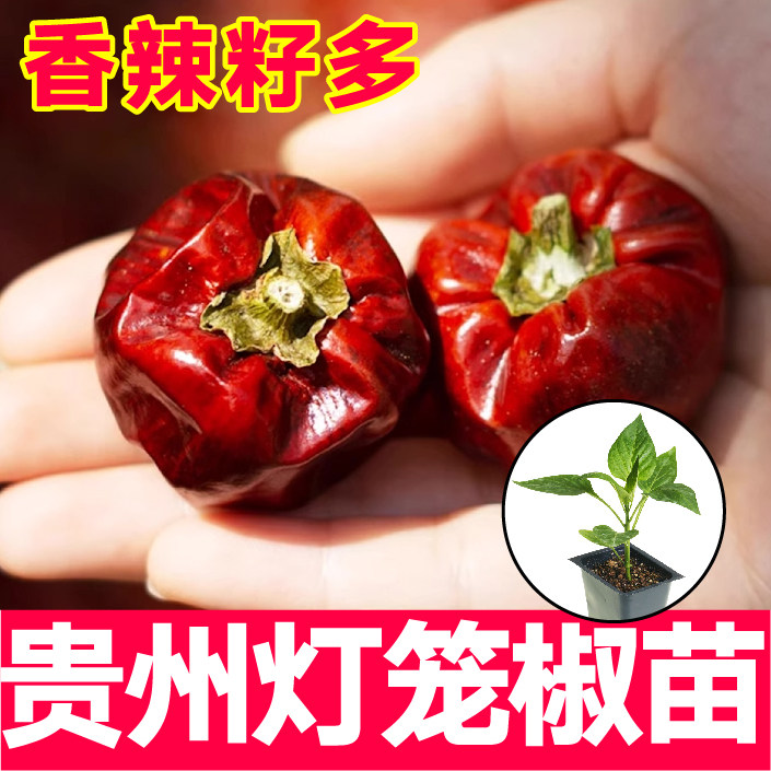 微辣特香贵州灯笼椒秧苗图片