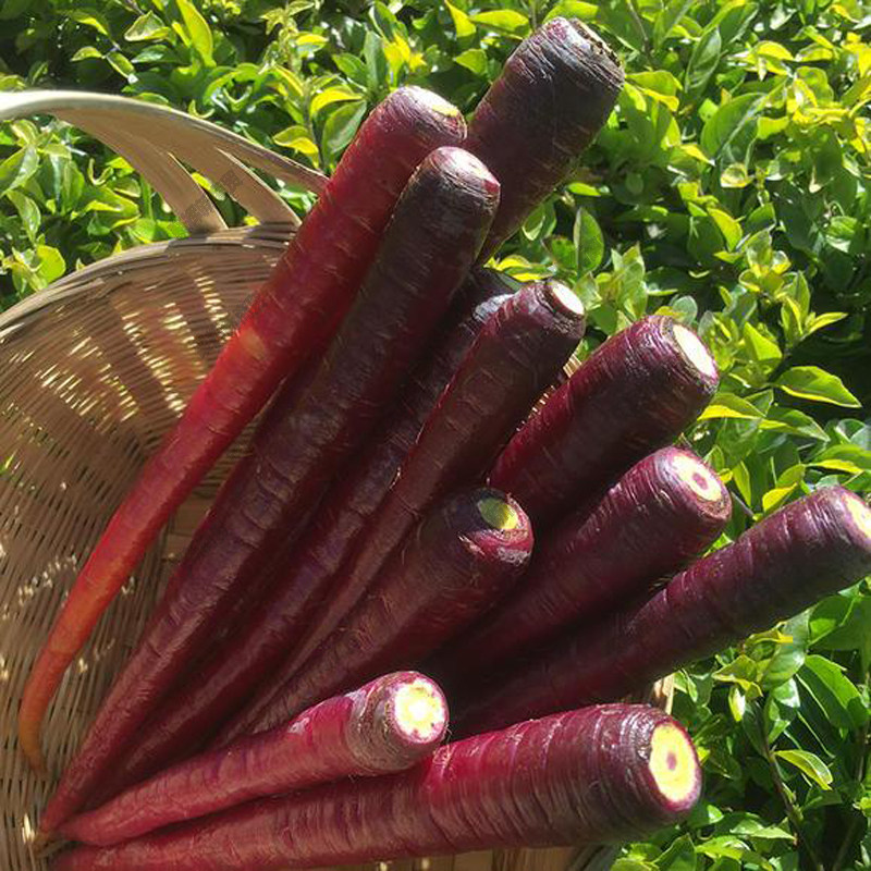 人参菜种子价格 人参菜种子图片 星期三