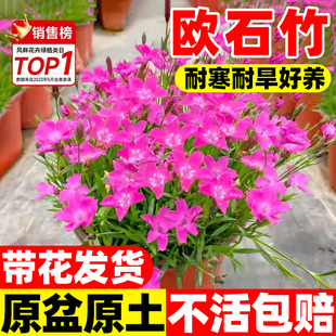 欧石竹花苗初吻粉贝大苗庭院盆栽草坪绿化耐寒耐旱四季开花卉绿植