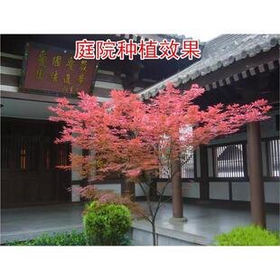 日本红枫庭院树苗别墅风景树三季红枫红舞姬鸡爪槭耐寒地栽大苗