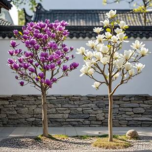 别墅耐寒玉兰花树苗庭院花园入户门绿化景观树吉祥树花香浓带花苞