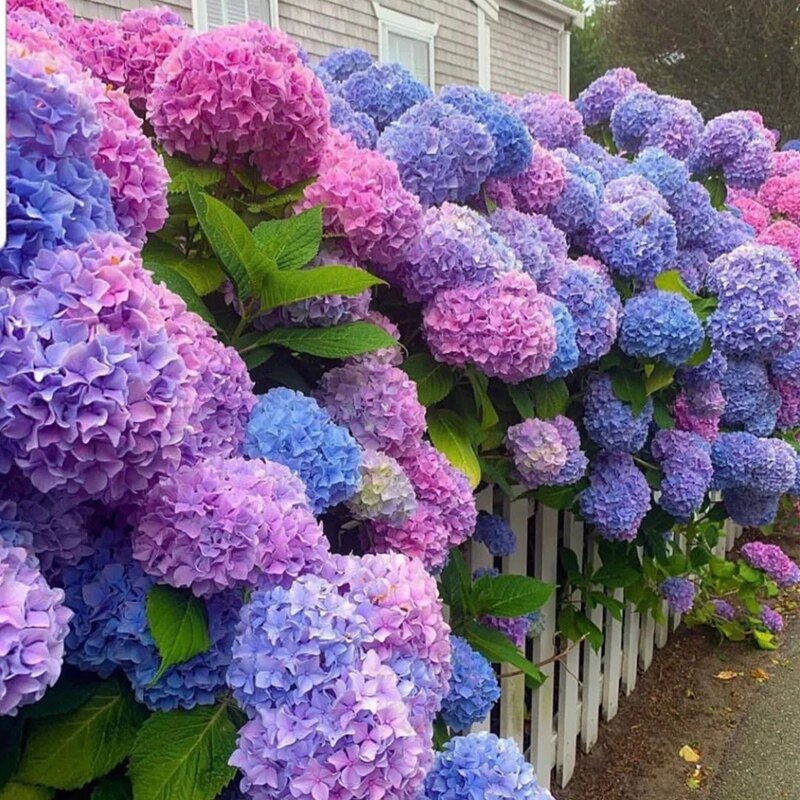 大型高档花卉无尽夏绣球花苗盆栽庭院阳台耐寒植物四季好养多年生