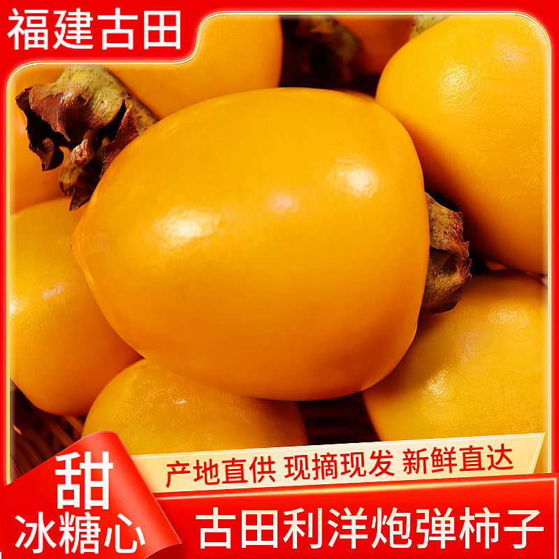 福建古田利洋柿子新鲜现摘现发脆甜柿炮弹柿子当季水果9斤礼盒装