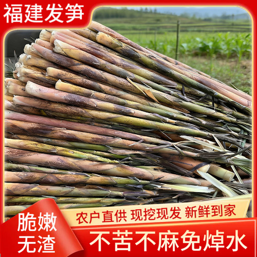 福建古田新鲜发笋哈笋野生竹笋甜笋春笋脆嫩无渣不苦不麻当季鲜笋