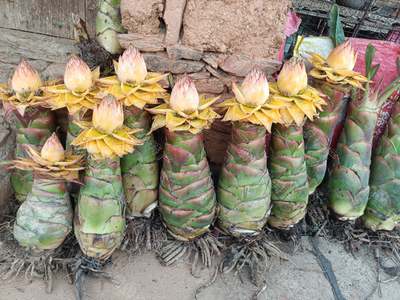 云南地涌金莲老桩盆景四季千瓣佛莲花千叶佛红莲花带花苞耐寒植物