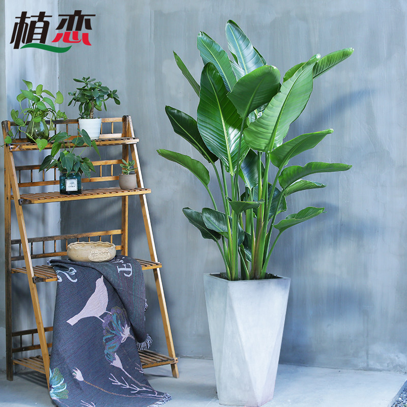 室内绿植花卉风格馆,室内花卉,100种常见室内花卉_大山谷图库