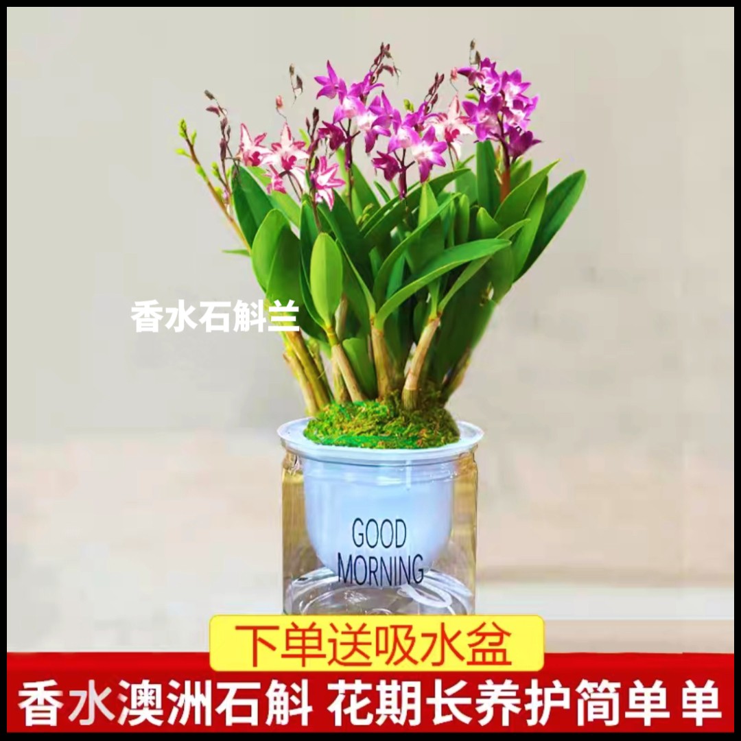 香水石斛兰盆栽带芽开花浓浓香味耐寒耐冻四季开花绿植水培澳洲