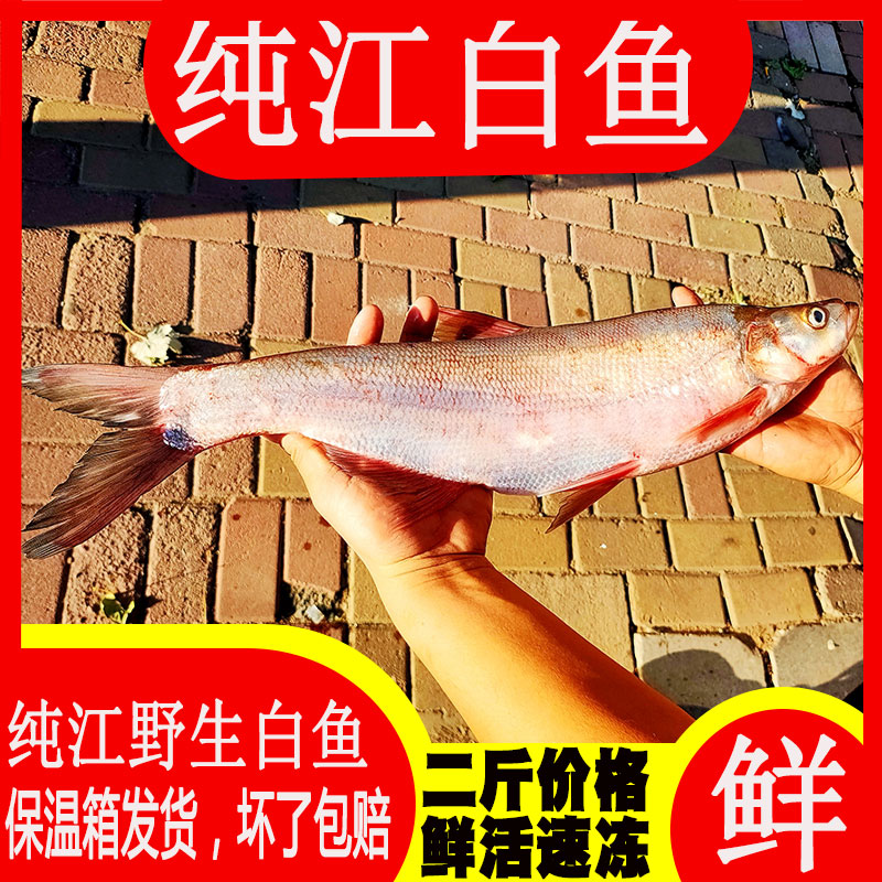黑龙江东北纯江大白鱼天然翘嘴岛子鱼淡水鱼类鲜活速冻坏了包赔
