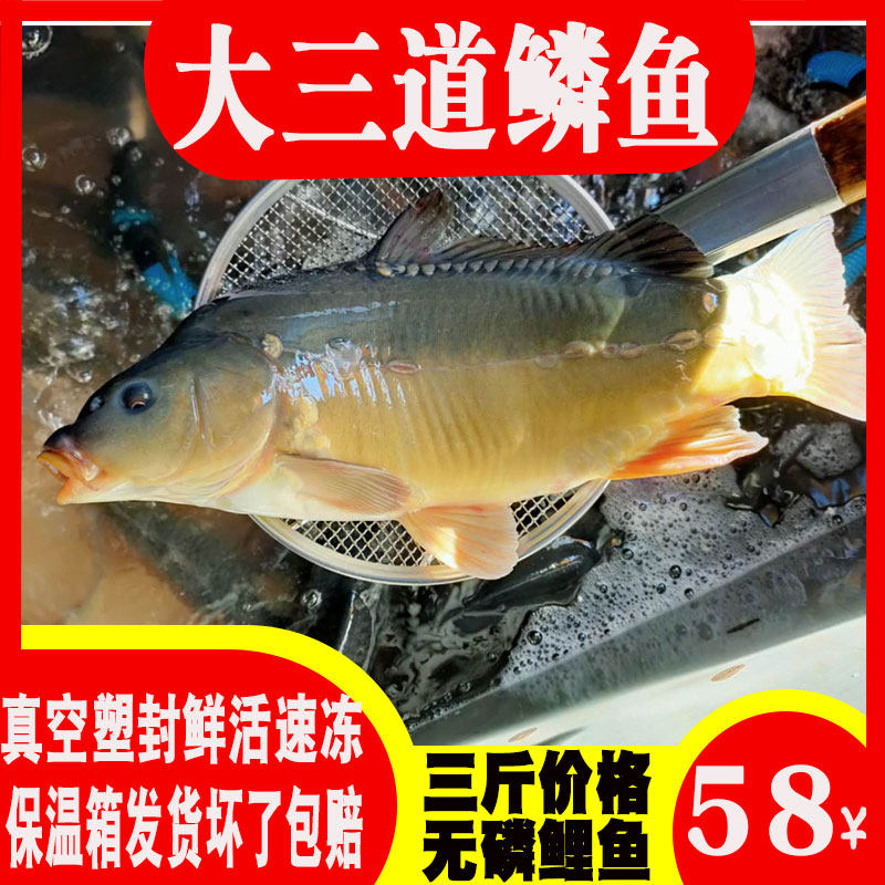 顺丰东北松花江特产斑鲤鱼光鲤鱼无鳞鱼鲜活速冻三道鳞鱼淡水鱼类