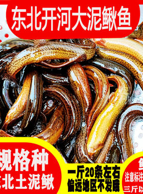 东北鲜活泥鳅活体河鱼淡水鱼